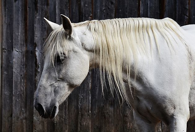 Paardenmassage - Praktijk PrimaVera Finsterwolde