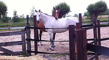 Coaching met paard - Praktijk PrimaVera Finsterwolde