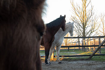 Massages en therapieën Praktijk PrimaVera Finsterwolde